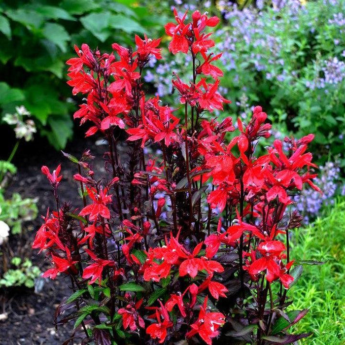 Cardinal Flower, Starship™ Scarlet Cardinal Flower