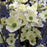 Dogwood, Cloud Nine Dogwood