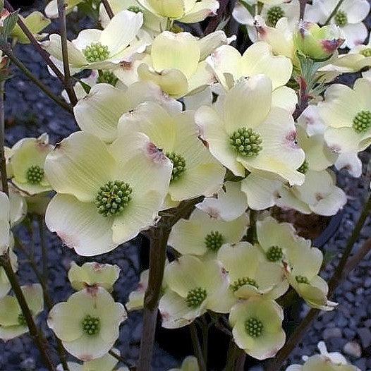 Dogwood, Cloud Nine Dogwood