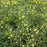 Loosestrife, Burgundy Mist Loosestrife