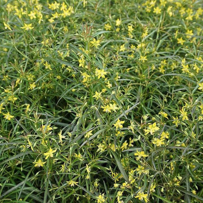 Loosestrife, Burgundy Mist Loosestrife