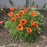 Papaver orientalis 'Brilliant'  - Brilliant Poppies