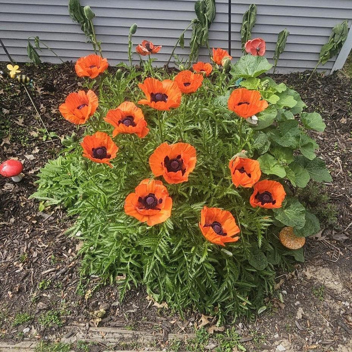 Papaver orientalis 'Brilliant'  - Brilliant Poppies