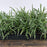 Grass, Creeping Lily Turf
