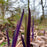 Iris, Purple Flame Blue Flag Iris
