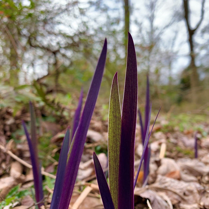 Iris, Purple Flame Blue Flag Iris