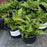 Fern, Brilliance Autumn Fern