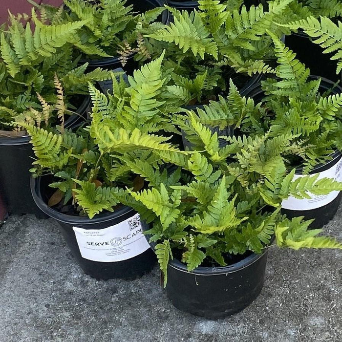 Fern, Brilliance Autumn Fern