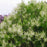 Lilac, Primrose Lilac