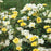 Rose, Lemon Drift® Rose