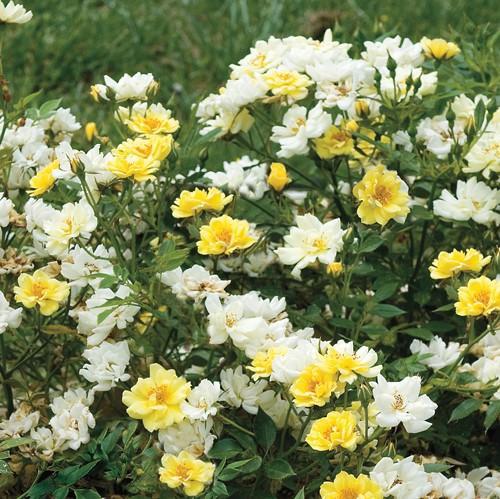 Rose, Lemon Drift® Rose