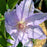 Clematis, Boulevard® Tranquilite™ Clematis