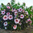 Hibiscus, Summerific® Perfect Storm Hibiscus