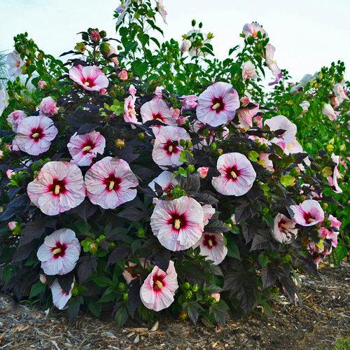 Hibiscus, Summerific® Perfect Storm Hibiscus