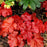 Coral Bells, Fire Alarm Heuchera