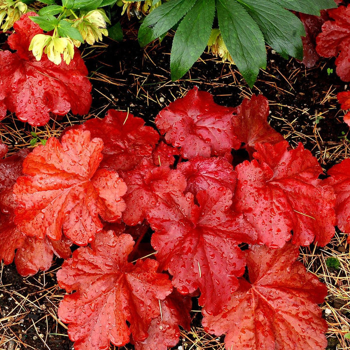 Coral Bells, Fire Alarm Heuchera