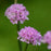 Thrift, Dreameria® Sweet Dreams Thrift