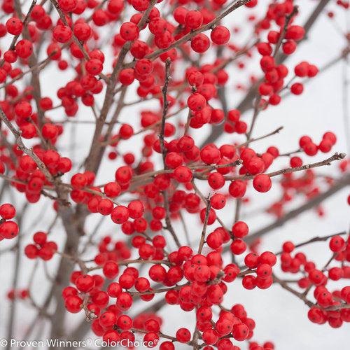 Holly, Berry Poppins® Winterberry