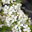 Cherry, Romance Valentine Tart Cherry, 5 gal (24-30 in)