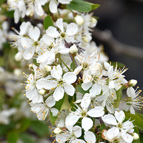 Cherry, Romance Valentine Tart Cherry, 5 gal (24-30 in)