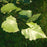 Birch, River Birch