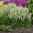 Salvia, White Profusion Meadow Sage