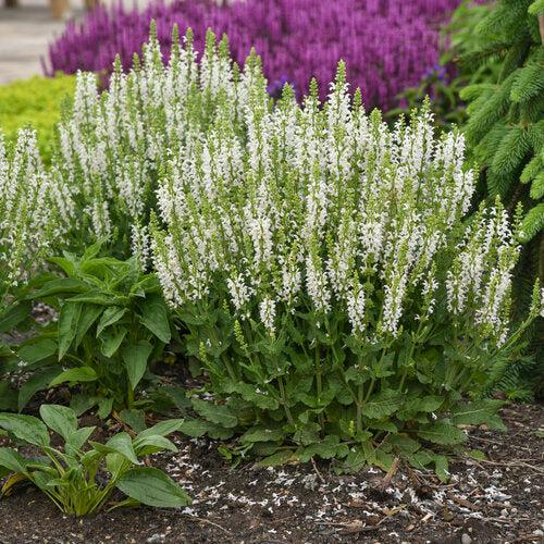 Salvia, White Profusion Meadow Sage