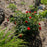 Rose, Flower Carpet® Scarlet Rose
