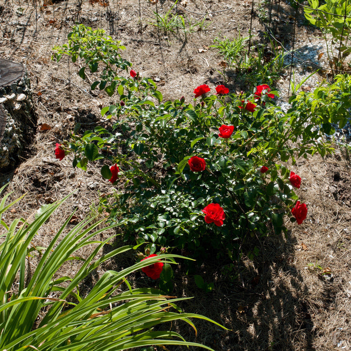 Rose, Flower Carpet® Scarlet Rose