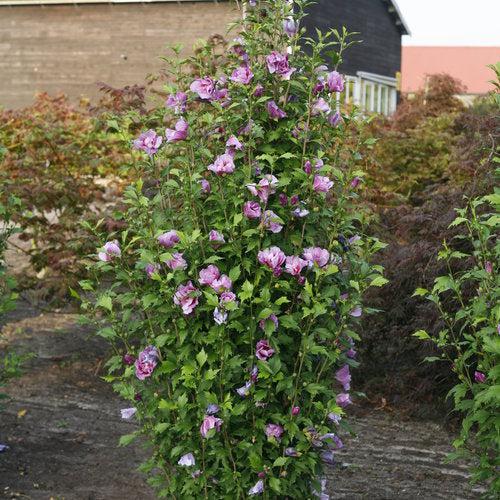 Hibiscus, Purple Pillar® Rose of Sharon