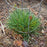 Grass, Golden Dew Tufted Hair Grass
