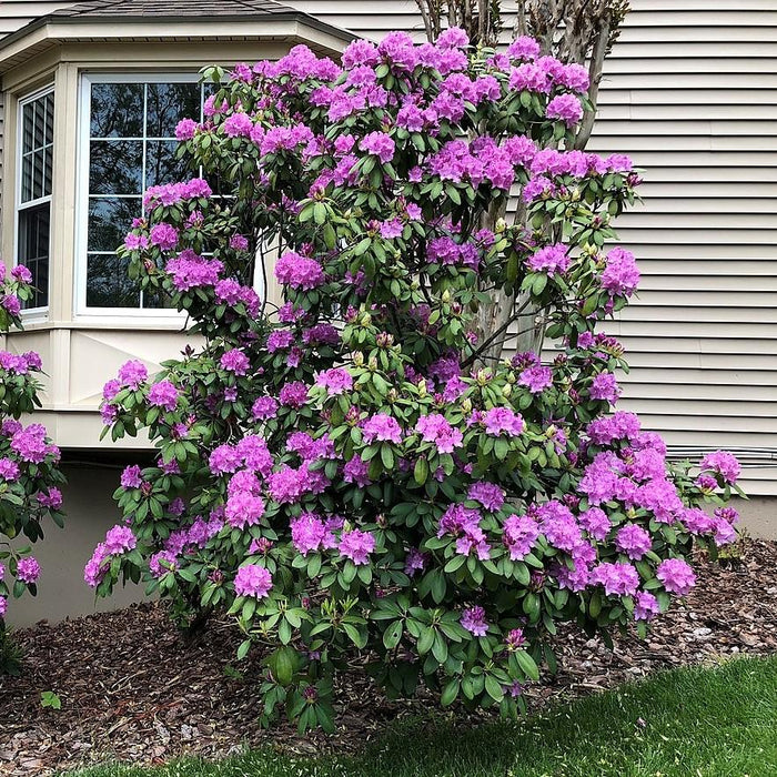 Rhododendron, English Roseum Rhododendron