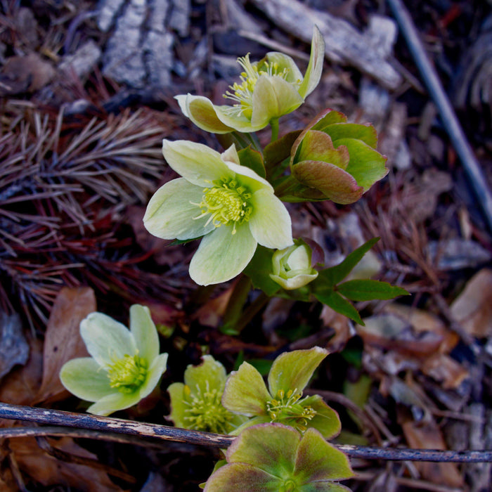 Hellebore, HGC® Champion Lenten Rose