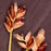 Sedge, Bristle-leafed Sedge