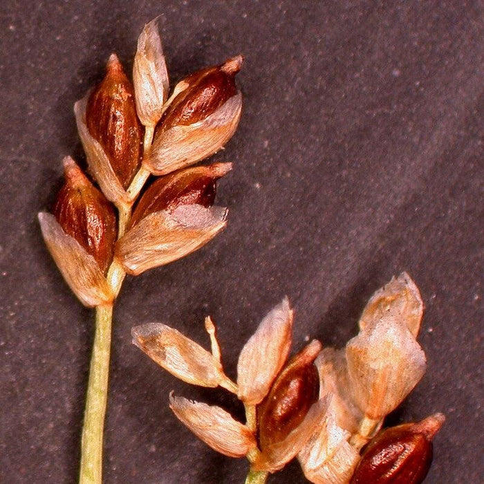 Sedge, Bristle-leafed Sedge
