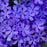 Phlox, Violet Pinwheels Phlox