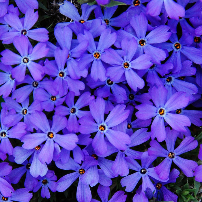 Phlox, Violet Pinwheels Phlox