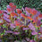 Smoke Tree, Royal Purple Smoke Tree