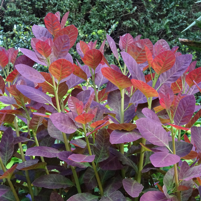 Smoke Tree, Royal Purple Smoke Tree