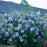 Hibiscus, Blue Chiffon® Hibiscus