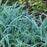Sedge, Blue Wood Sedge