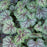 Coral Bells, Green Spice Coral Bells