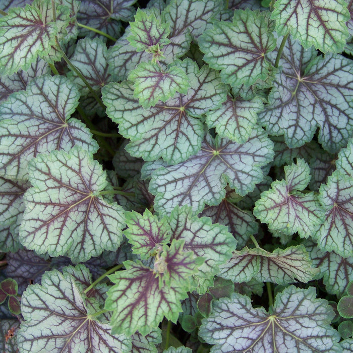 Coral Bells, Green Spice Coral Bells