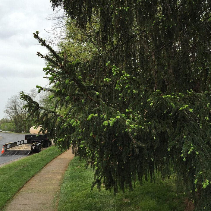 Picea abies  - Norway Spruce