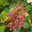 Hydrangea, Ruby Slippers Oakleaf Hydrangea