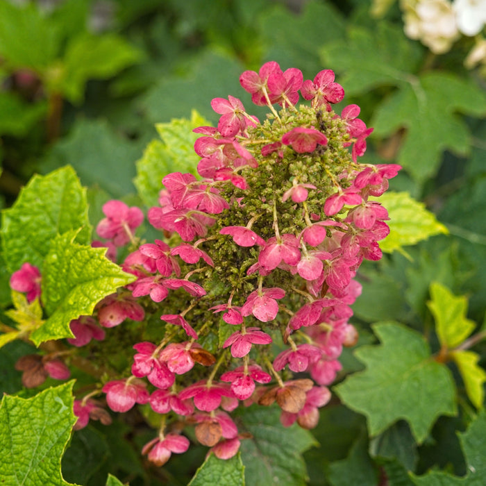 Hydrangea, Ruby Slippers Oakleaf Hydrangea