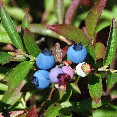 Blueberry, Burgundy Lowbush Blueberry