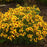 Tickseed, Designer Threads™ Golden Needles Coreopsis