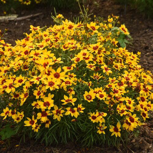 Tickseed, Designer Threads™ Golden Needles Coreopsis