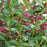 WEIGELA `VINHO VERDE`